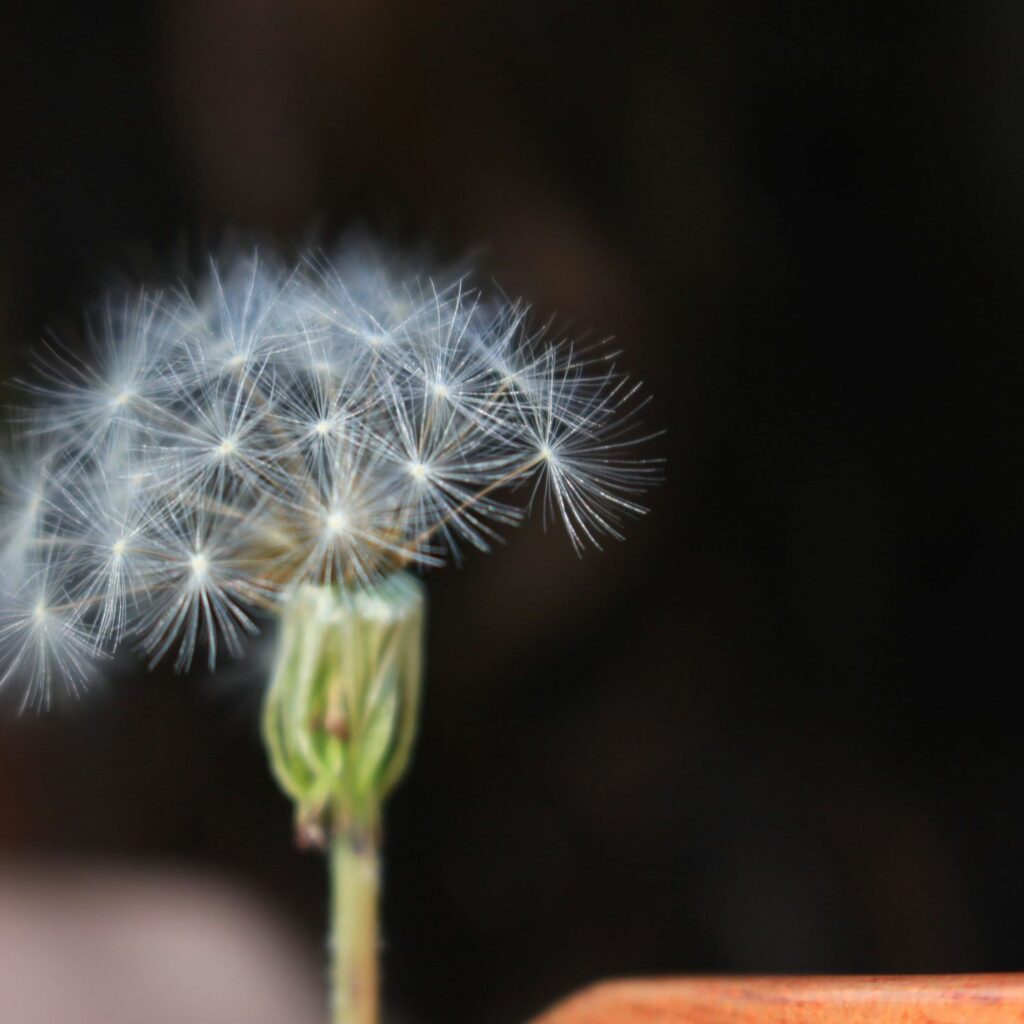 Meditação Guiada é um bom jeito para começar com a Sintonização Arcturiana